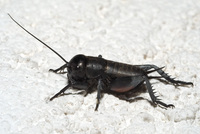 08332506_Gryllus_campestris_nymph02.jpg.cvrt.jpg