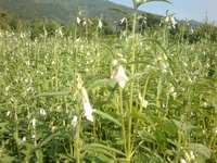 Sesam