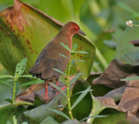 crake