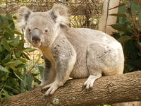 koala