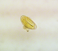 pinworm, threadworm, seatworm