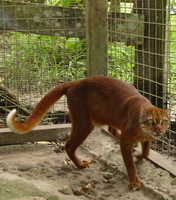 bay cat