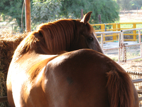 спина, хребет