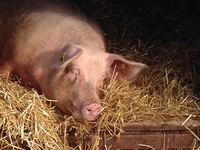 porcelet