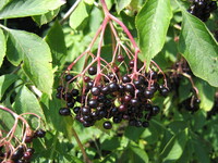 elderberry