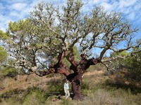 cork oak