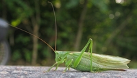 Grasshopper