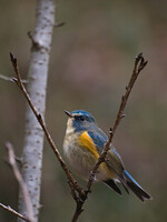 red-flanked bluetail