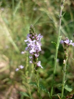 verbena, vervain