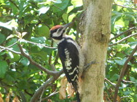 woodpecker, pecker
