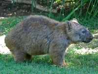 wombat