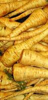 parsnip