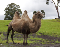 Bactrian camel