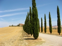 cyprès