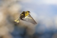 siskin