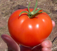 tomato