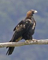 wedge-tailed eagle