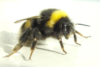bumblebee, humble-bee