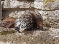 eX335146_Hystrix_leucura_-1-.JPG.cvrt.jp