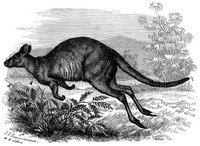 kangaroo
