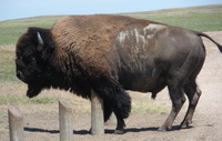 bisonte