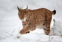 lince