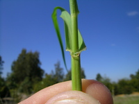 соломинка, стебель, травинка, стебелёк