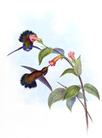 Wedge-billed Hummingbird