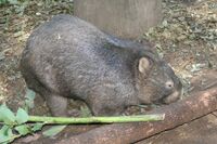 wombat