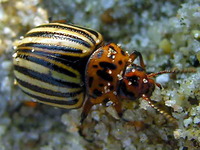 Colorado-beetle