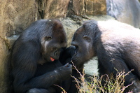 gorilla