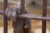 Hand