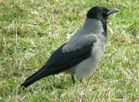 Бұрыштағы әйел секс фильмі