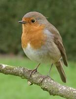 Robin