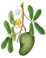 soursop
